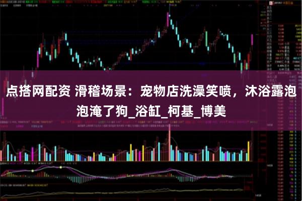 点搭网配资 滑稽场景：宠物店洗澡笑喷，沐浴露泡泡淹了狗_浴缸_柯基_博美